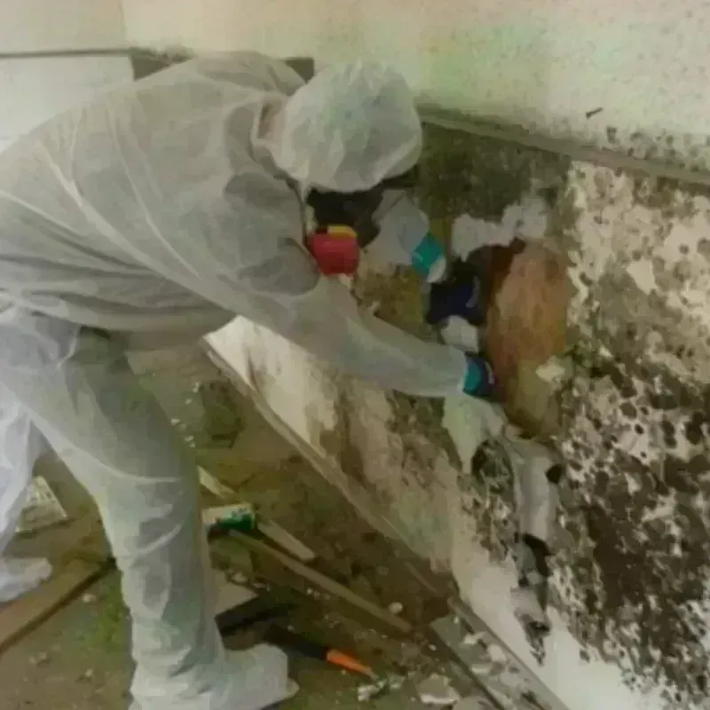 Mold Remediation and Removal in Blount County, TN